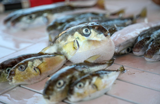 Antalya'da da 3 kişinin ızgara yapıp yedikleri zehirli balon balığı çıktı biri ölümün eşiğinde