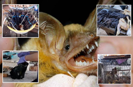 Hayvan pazarlarında iğrenç manzaralar! Koronavirüse rağmen hala yiyorlar