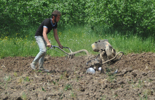 Türkiye'de sadece burada yetişiyor pazara inmeden tarlada satılıyor