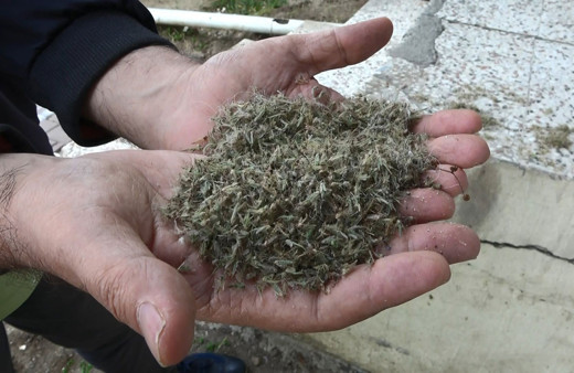 İstanbul'da korkutan görüntü! Kronomid istilası yaşanıyor