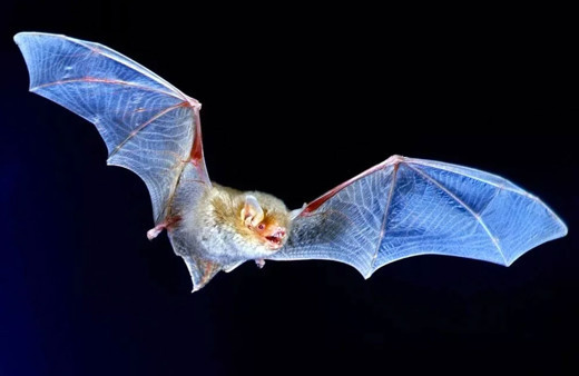 Saatli bomba gibi! Çin'deki yarasalarda bin 500 koronavirüs türü bulundu