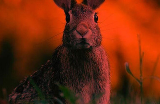 Covid-19 bitmeden yeni ölümcül salgın ortaya çıktı! Hızla yayılıyor...