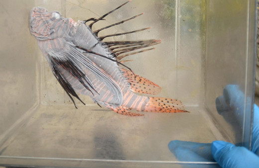 Kuşadası'nda zehirli Aslan balığı yakalandı! Hayatımda ilk kez gördüm