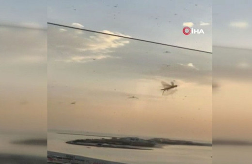 Çekirge sürüleri Dubai'yi istila etti! Kentin birçok bölgesini işgal ettiler