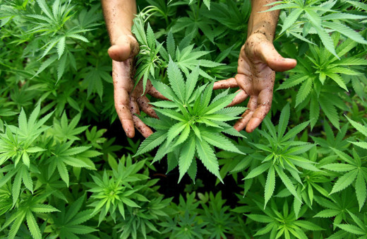 Sakarya Büyükşehir Belediyesi Kenevir üretimine başlıyor! Başkan Yüce açıkladı