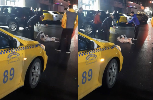 İstanbul’da pitbull sokak köpeğine saldırdı! Dehşet anları kameralara yansıdı