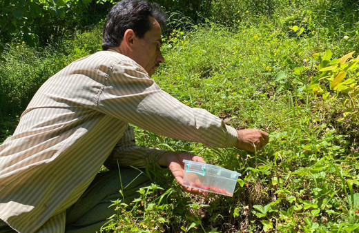 Ordu'da 4 saatte ancak 1 kilo toplanabiliyor 150-200 TL'den satılıyor
