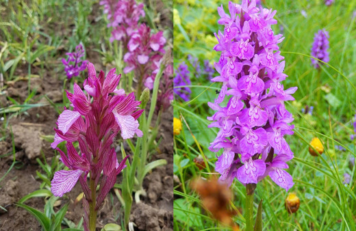 Samsun'da yetiştirilen Salep Orkidesi'nin kilosu dudak uçuklattı!