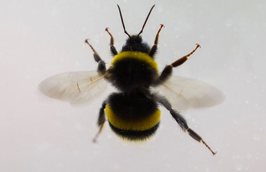 Böceklerden korona virüs geçer mi Bilim Kurulu Üyesi Prof. Pınar Okyay yanıtladı