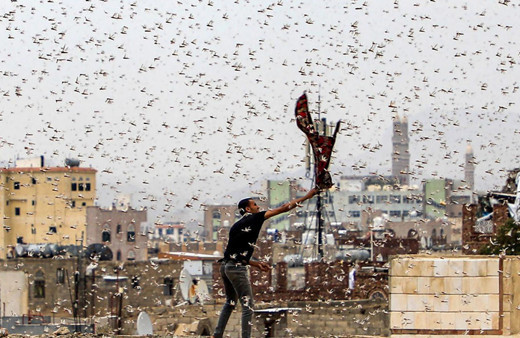 Hindistan’da çekirge istilası! 10 binlerce hektar mahsul yok oldu