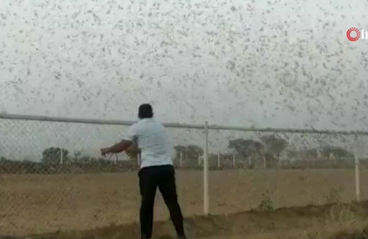 Hindistan'ı çekirgeler istila etti! On binlerce hektar mahsul yok oldu