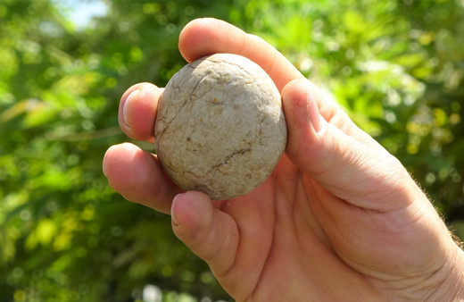 Ordu'da bulunan gizemli taş! 200 bin dolar verildi bankaya koydu