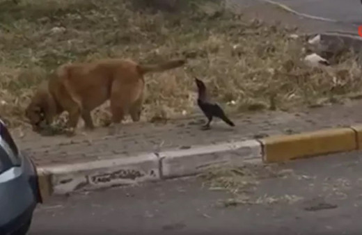 Pendik'te karga ile köpeğin kavgası gülümsetti