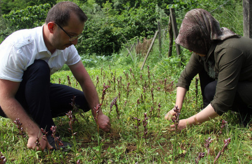 Giresun'da ilk defa üretilen bitkinin kilosu 1400 lira! Fındığa alternatif