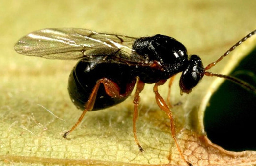 Zonguldak'ta katil arı Gal paniği yaşanıyor! Önlem alınmasını istediler