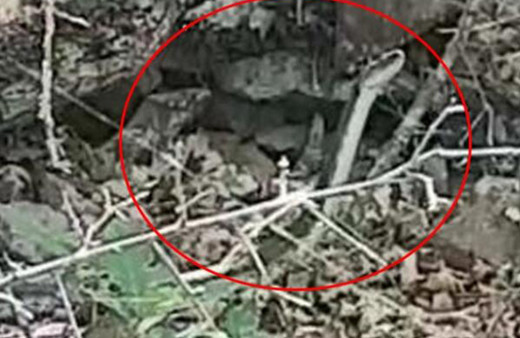 Doğu Karadeniz'de dev ölümcül yılanlar görüldü