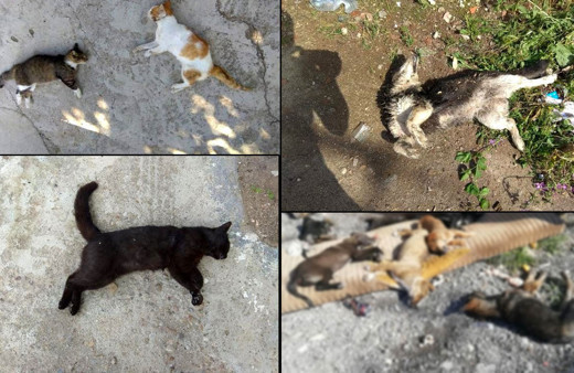 Aynı vahşet Edirne'de hortladı 12 kedi ve 3 köpek zehirli etle öldürüldü