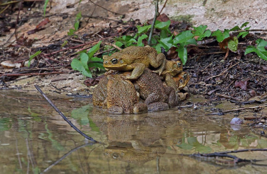 ABD’de koronavirüs ve katil eşek arılarının ardından zehirli kurbağa endişesi
