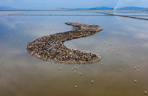 İzmir'de görenleri hayran bırakan manzara! Kuş Cenneti yavru flamingolarla şenlendi