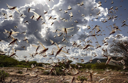 Çekirge kıyameti yaşanıyor! İstilanın sebebi ortaya çıktı