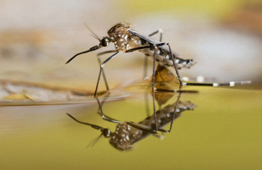 Laboratuvarda mutant sivrisinek üretildi hepsi bırakılacak eyvah!