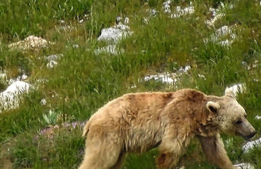 Bayburt’ta vatandaşların ayı şaşkınlığı