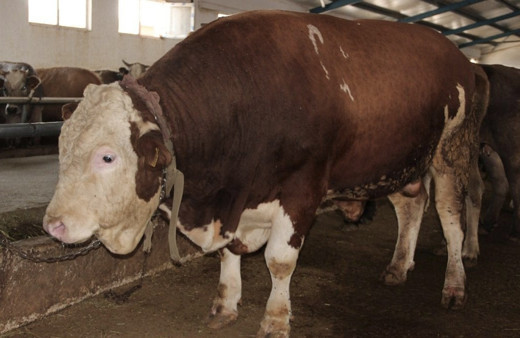 Kurban Bayramı ne zaman 2022 15 Temmuz resmi tatili ile birleşir mi?