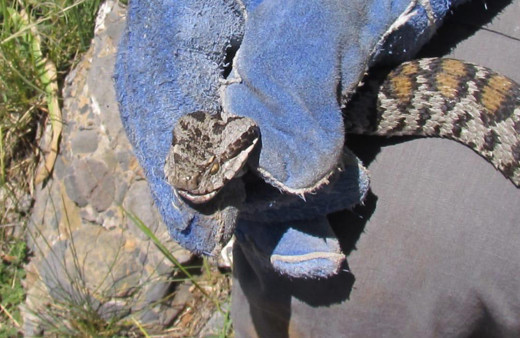 Tunceli ilçesinde ilk kez tespit edildi! Bu yılan 1 saat içinde öldürüyor