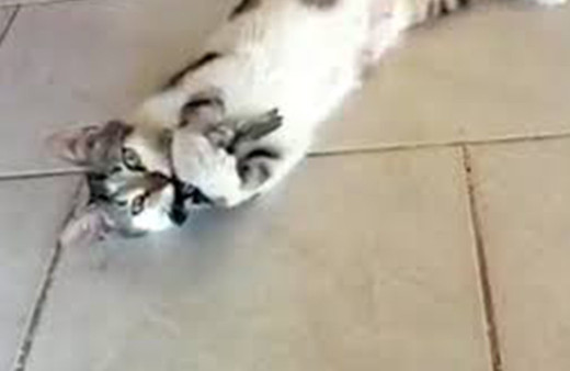 Kedinin yemeğe çalıştığı kuş böyle kurtuldu