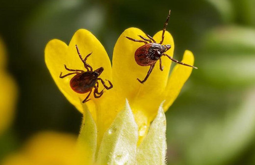 Uzmandan çarpıcı açıklama! Kenenin ısırdığı kişiler KKKA bulaştırabiliyor