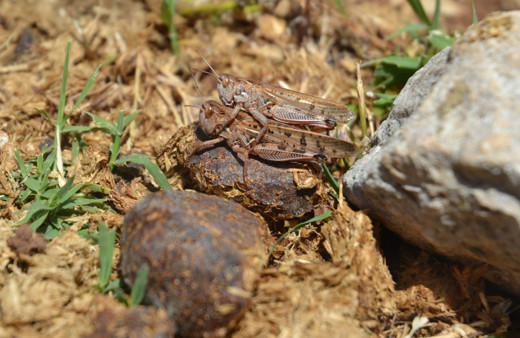 Hatay yaylalarını bastı! Dev çekirgelerin istilası köylüleri korkuttu