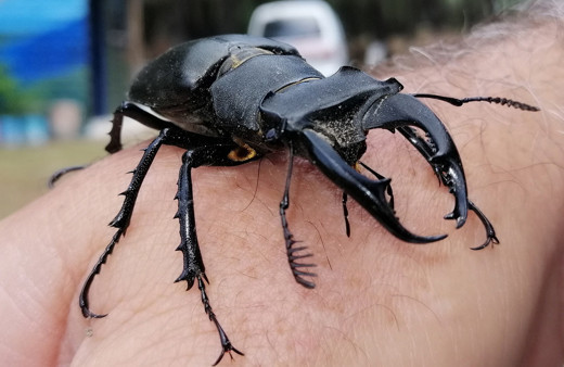 Servet değerinde geyik böceği Konya'da bulundu! Sakın öldürmeyin
