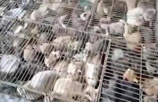 Çin’de 'yemek' için tutulan 700 kedi kurtarıldı