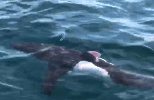 Saros Körfezi'nde köpek balığı görüntülendi