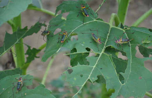 Tekirdağ'ı çekirgeler istila etti ayçiçeği tarlalarını yok ediyorlar