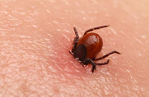 Sivas'ta 'kene'den 8 kişi öldü! Türkiye'de ölü sayısı 18'e vaka sayısı 492'ye çıktı