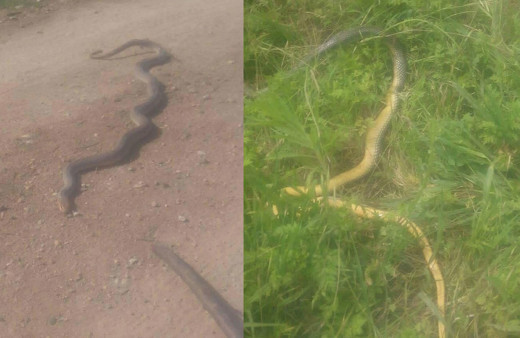 Bursa'da 2 metrelik yılanlar tarlaları bastı! Vatandaşlar korkuya kapıldı