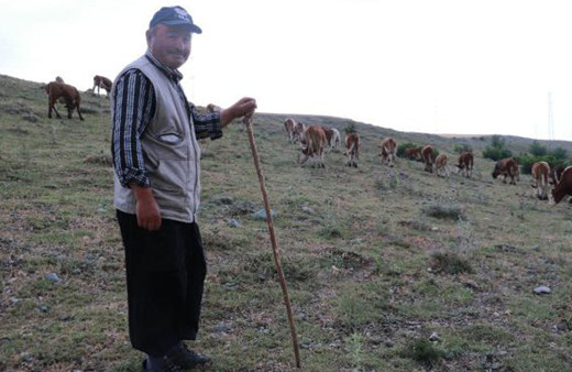 Çorum'da aslan ihbarları yağıyor! Aslan iddiaları çobanları korkutuyor