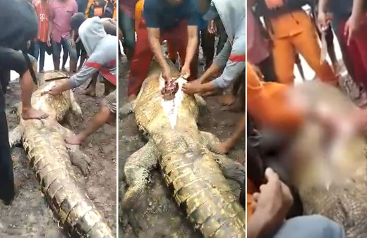 Öldürülen dev timsahın midesinden kadın parçaları çıkarıldı