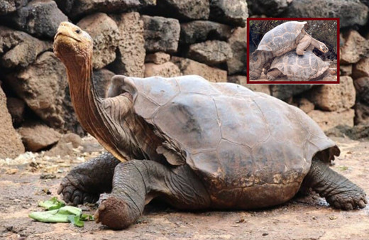 44 yıl çiftleşerek türünü kurtaran kaplumbağa Diego emekli oldu!