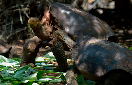 44 yıl üreme üreme programında tutulan Diego emekli edildi