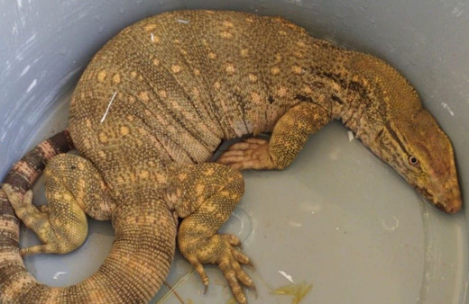 Şanlıurfa'da Türkiye'nin dev kertenkelesi Çöl Varanı görüldü!