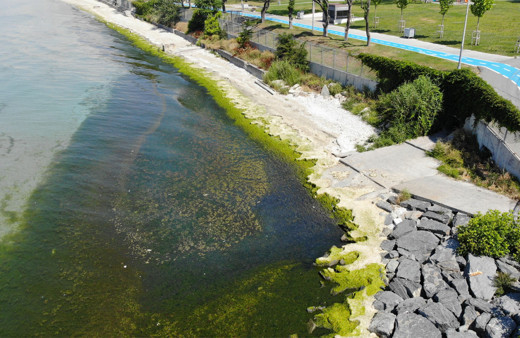 İBB'ye bağlı Florya'daki Güneş Plajı'nı yosunlar kapladı