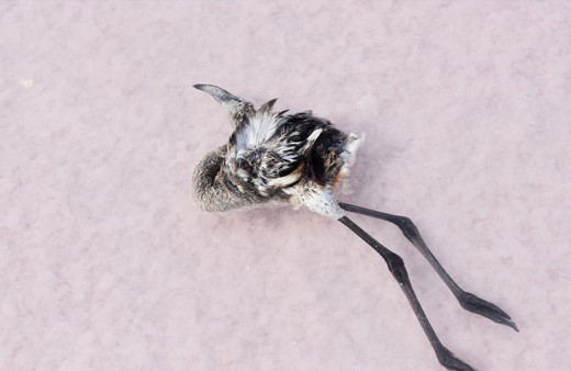 Tuz Gölü’nde flamingoların esrarengiz ölümü dikkat çekiyor