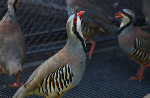 Tokat'ta kenelerle mücadelede 600 sülün doğaya salınacak!