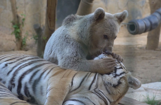 Çekmeköy'de ayı ile kaplanın şaşırtan dostluğu