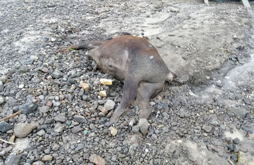 Amasya'da 30 büyükbaş hayvan sele kapıldı! Telef oldular