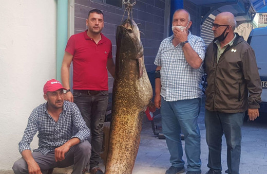 İznik Gölü'nde yakalandı dev yayın balığını 10 kişi çekti