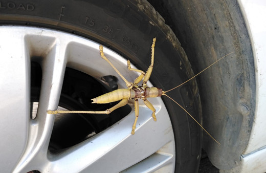 Batman'da görüldü! Et yiyen çekirgenin büyüklüğü şaşırttı
