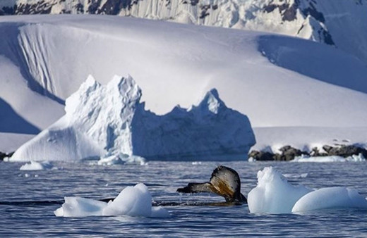 Antarktika'da bulunan 68 milyon yıllık fosil yumurta bir mosazora ait olabilir